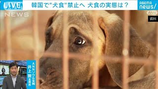 韓国で“犬食禁止”の法律成立 実態は？影響は？ ソウル支局長解説【ABEMA NEWS】2024年1月11日 [upl. by Tommy]