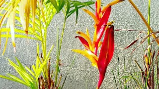 How to grow and take care of Heliconia Psittacorum [upl. by Ettecul]