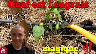 Quel est LENGRAIS magique selon moi au potager  🤔 secret n°2 [upl. by Oran]