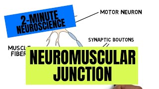 How Neurotransmission amp brain signals work  3D animation [upl. by Eeleimaj872]