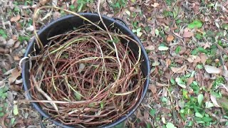 Preparing Honeysuckle Vine For Basket Weaving [upl. by Linoel]