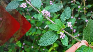 Saiba TUDO sobre a ERVACIDREIRA Lippia alba CARACTERÍSTICAS E BENEFÍCIOS [upl. by Adnolahs]