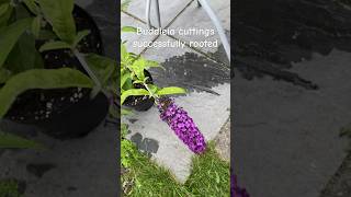 Hardwood buddleia cuttings successful buddleia propagation garden plant [upl. by Eniale]