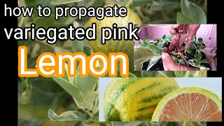 easy way to propagate variegated pink lemon from cutting with high percentage of success [upl. by Jonie]