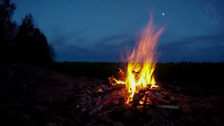 🔥 Campfire Ambience with Night Animals such as Owls and Crickets Made for Relaxation amp Sleep Enjoy [upl. by Ricardama]