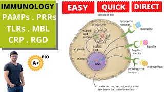 PAMPs PRRs TLRs MBL CRP  RGD Pattern Recognition Molecule  By ABIO [upl. by Claudell545]