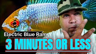 🔵 HOW TO KEEP ELECTRIC BLUE RAM CICHLIDS IN THREE MINUTES OR LESS [upl. by Lauritz]