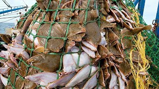 Amazing big catch fishing in the sea  Fastest Catch Hundreds Tons of Fish With Modern Big Boat [upl. by Ev919]