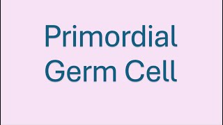 Human Embryology Primordial Germ Cell [upl. by Tiana]