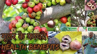 गूलर के औषधीय गुण वृक्ष health benefits GularFicus racemosaઉંબરો DR HITESH JANI Dr Green Ayurvedic [upl. by Krista]