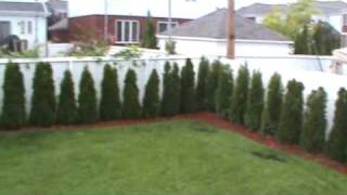 Thuja occidentalis Smaragd Cedar Hedge  1 year old [upl. by Arimihc]