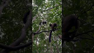 This is how the biggest lemur sounds like Indri Lemur Andasibe madagascar [upl. by Tamqrah]