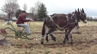 Mules Plowing Woodbury Tenn [upl. by Neerak486]