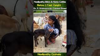 Nadipathy cattle😘 shortest cows breed below 2 feet height youtube viral reels miniature trend [upl. by Seys761]