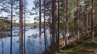 Kielinuppu ARKISTO  Suomalainen metsä [upl. by Yerac544]