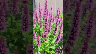 Agastache Beelicious Pink Video [upl. by Bail]