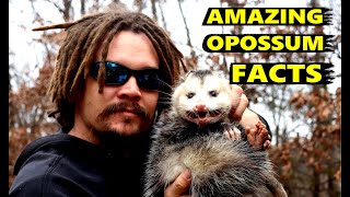 AMAZING OPOSSUM FACTS [upl. by Latreece670]