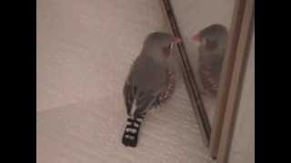 Zebra Finch greeting his reflection [upl. by Aisatsana]