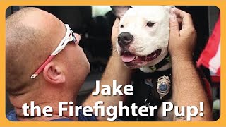 Rescue Dog Jake Becomes A Firefighter Hero [upl. by Limemann]