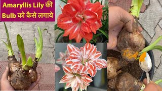 Amaryllis Bulb से फ़ूल लेने के लिए ये Tips Follow ज़रूर करेंSummer PlantsSummer Flowering Bulbs [upl. by Nisotawulo]