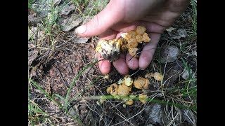 Поход в лес 26052018 ПЕРВЫЕ ЛИСИЧКИ 2018 Cantharellus cibarius and Lentinus tigrinus [upl. by Kippie612]