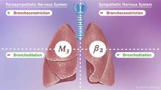 Respiratory Lung Pharmacology Adrenergic and Cholinergic Receptors [upl. by Eimmaj]