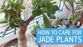 How To Care For Jade Plants  Caring For Crassula Ovata [upl. by Llenna865]