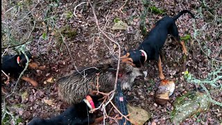 Köpeklerin yakaladığı yaban domuzuWild Boar hunting [upl. by Ariada]