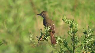 Great Crested Flycatcher Myiarchus crinitus hunting in grass flycatcher birds [upl. by Ladin328]