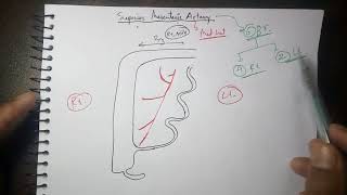 Abdominal Aorta 4 Superior Mesenteric Artery Branches  TCML [upl. by Connel777]