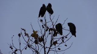 Wild California Parrot Flock Parrots 100 Talking amp Squawking [upl. by Bumgardner]