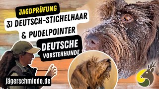 3 DeutschStichelhaar amp Pudelpointer Deutsche Vorstehhunde  💡 Wissen für deine Jagdprüfung [upl. by Huba]