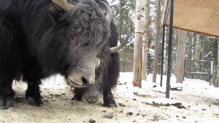 Alaska Zoo Yaks [upl. by Hasina]