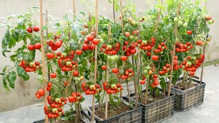 The easiest and most fruitful way to grow tomatoes at home for beginners [upl. by Nyltac234]