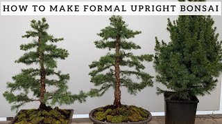 Making Formal Upright Bonsai from Alberta Spruce [upl. by Htebarual268]