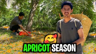 Apricot Season in My Village 😍  Gilgit Baltistan  Seasonal Fruits  Kamran Village Vlogs [upl. by Ameerahs338]