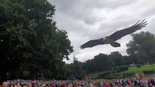 Lammergeier Vulture  Falconry Show at Warwick Castle [upl. by Cissie]