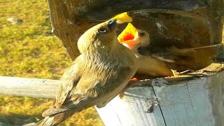 Chestnut tailed starling bird brings baby bird foodbird baby [upl. by Azarria518]