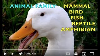 ANIMAL FAMILY  MAMMALS BIRDS FISH REPTILES AMPHIBIANS  EDUCATIONAL KIDS  Learn ENGLISH [upl. by Ettelra]