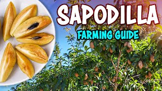 Sapodilla Chikoo  Farming Complete Guide  Sapota Fruit Cultivation [upl. by Obara]