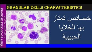 Lecture 3 2 Granular Cells Characteristics [upl. by Gardner]