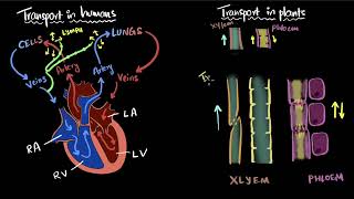 Transportation in humans amp plants  Life processes  Class 10 Biology  Khan Academy [upl. by Audra]