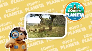 Cómo es el LINCE IBÉRICO  El REINO ANIMAL para NIÑOS  Vídeo Educativo [upl. by Ardnaeel]