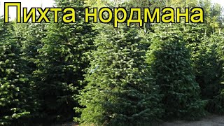 Пихта нордмана Краткий обзор описание характеристик abies nordmanniana [upl. by Edylc]