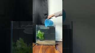 Betta fish tank setup planted tank ready plantedtanksetup aquarium guppy aquariumlovers [upl. by Jedthus]