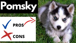 Pomsky Pros And Cons  Should You REALLY Get A POMSKY [upl. by Kalikow20]