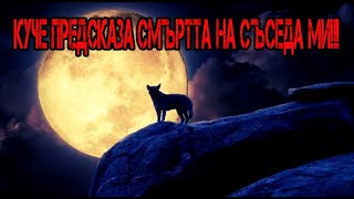 Куче Предсказа Смъртта на Съседа ми  Епизод 30 [upl. by Ahsinyar]