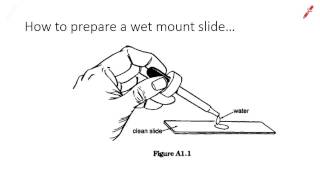 How to prepare a wet mount slide [upl. by Nylyahs]