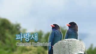 한반도의새 파랑새 Eurystomus orientalis Oriental Dollarbird 창가의새 정원의새 마을의새 탐조노트 파랑새번식생태20240609 [upl. by Ronnica]