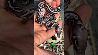 What a beautiful little snake molinarosnakelab reptiles ballpython royalpythons snakebreeding [upl. by Htederem]